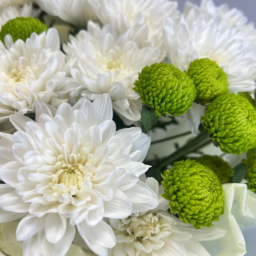 Эксклюзивный букет «Филин Грин» – сочетание белых и зеленых хризантем Адыгейск Республика Адыгея