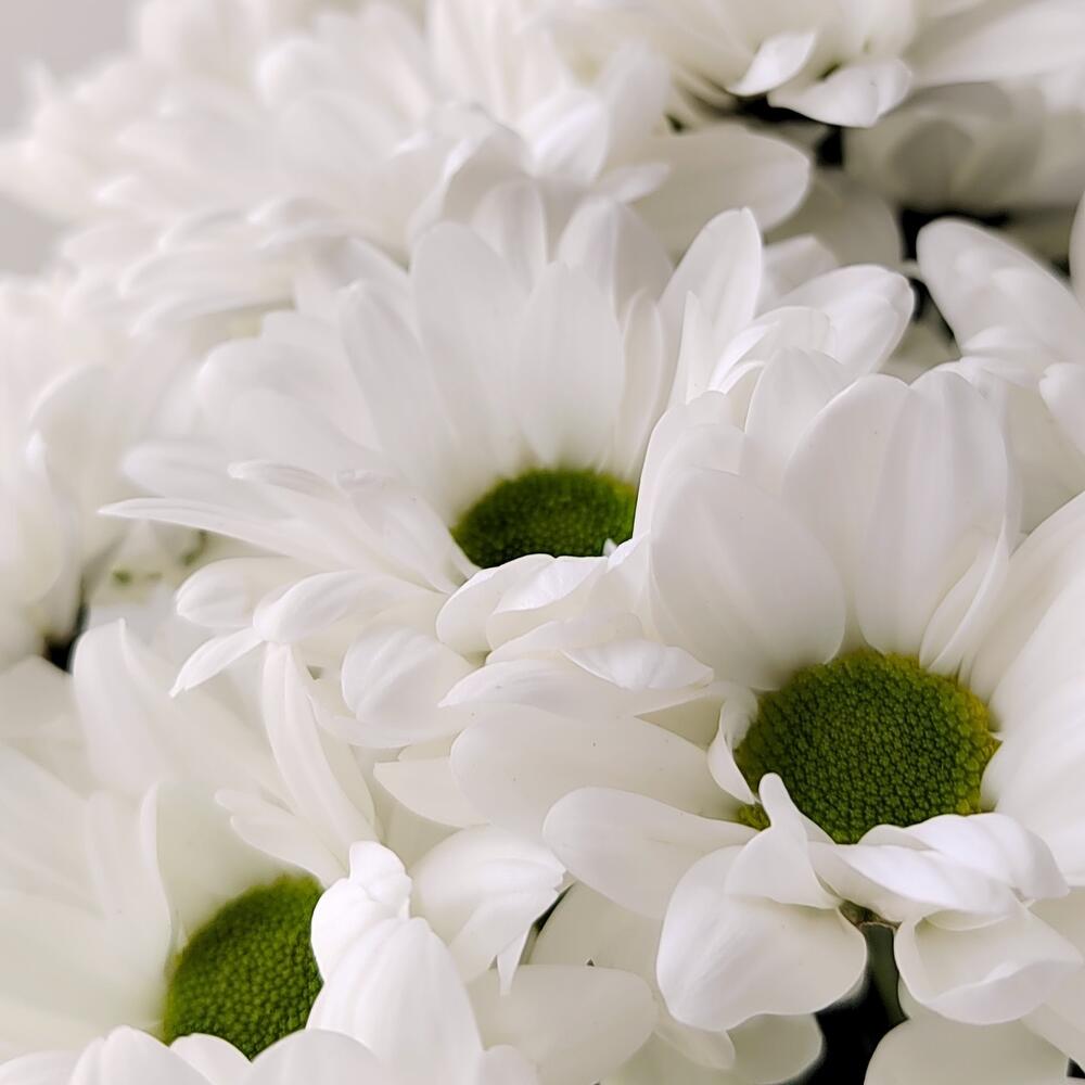Букет «Ромашка» – 9 белоснежных хризантем в деревенском стиле Адыгейск Республика Адыгея