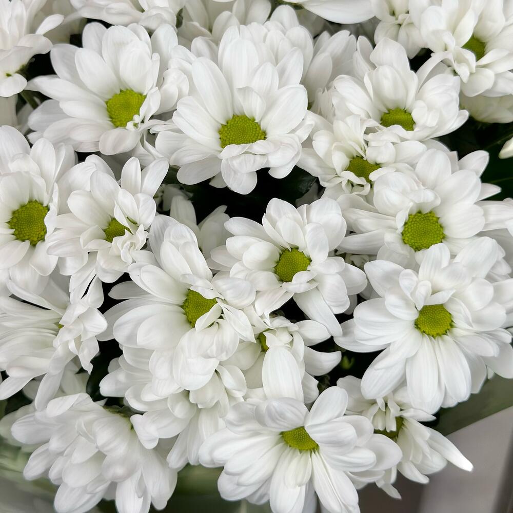 Букет «Мечты о лете» – свежесть белых хризантем Адыгейск Республика Адыгея