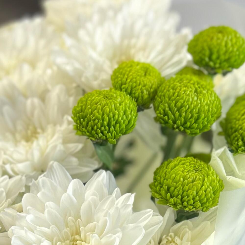Эксклюзивный букет «Филин Грин» – сочетание белых и зеленых хризантем Адыгейск Республика Адыгея