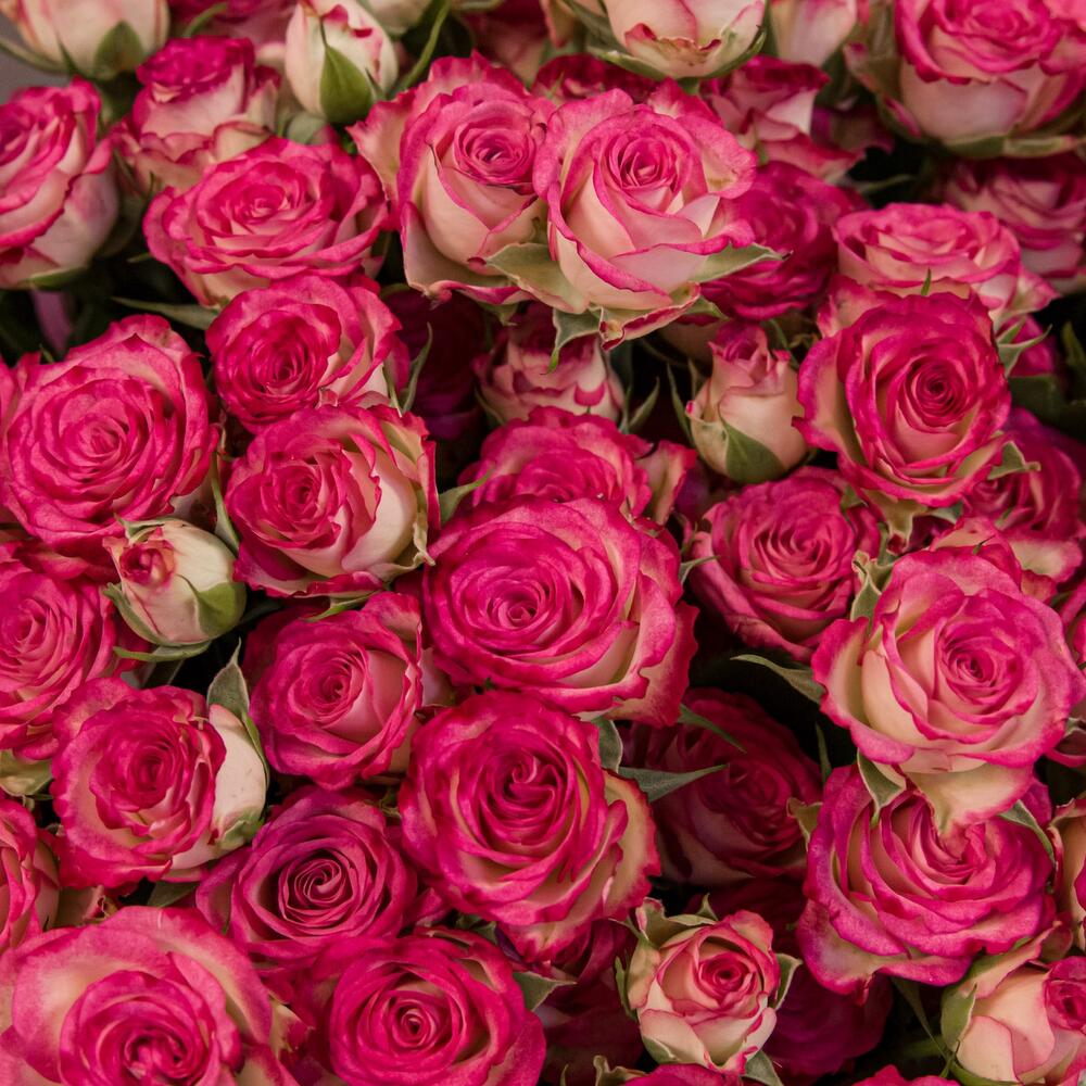 Букет «Розовый бум» – пышные кустовые розы в нежно-розовых тонах Адыгейск Республика Адыгея