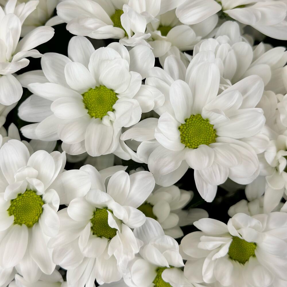 Букет «Мечты о лете» – свежесть белых хризантем Адыгейск Республика Адыгея