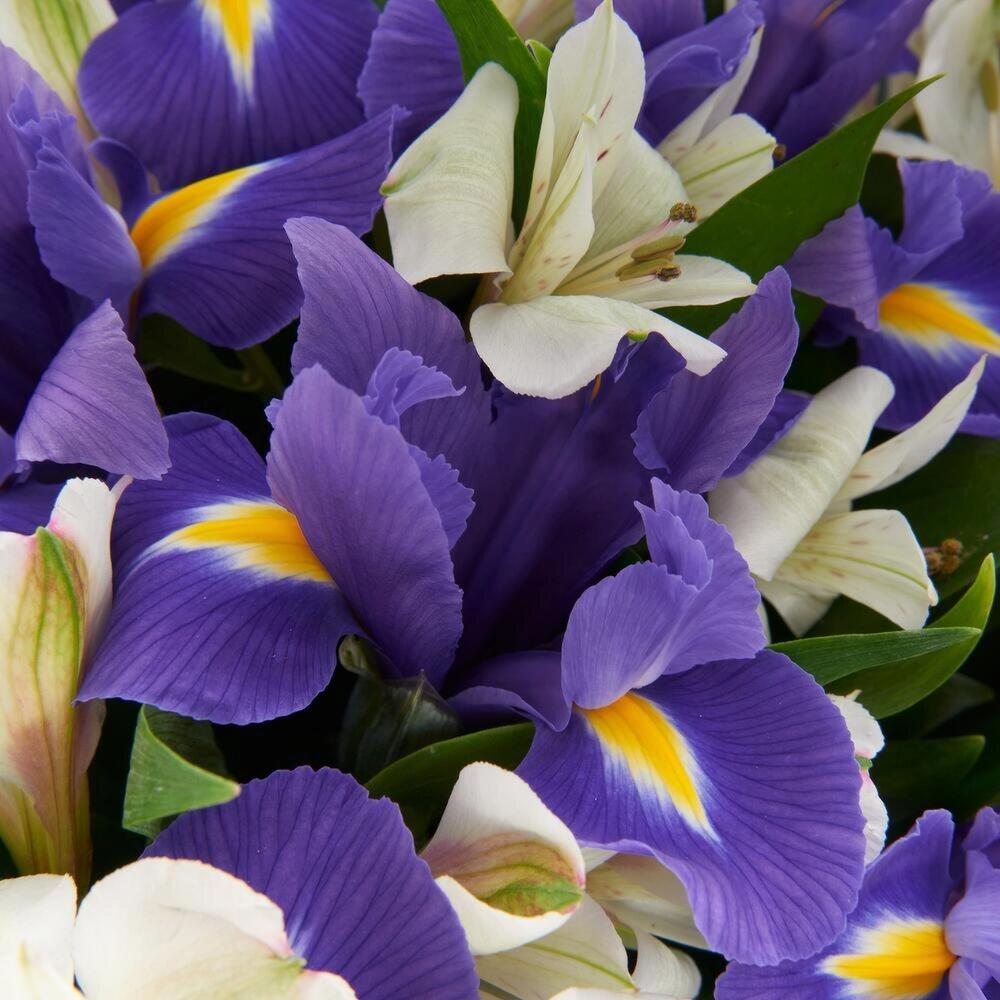 Букет «Вечернее дыхание»  – загадочная гармония синих ирисов и белых альстромерий Адыгейск Республика Адыгея