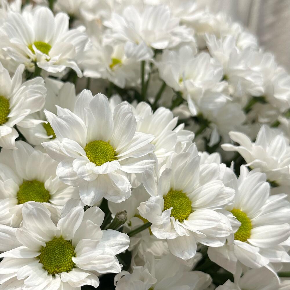 Букет «Летняя свежесть» – дыхание лета в белых хризантемах Адыгейск Республика Адыгея