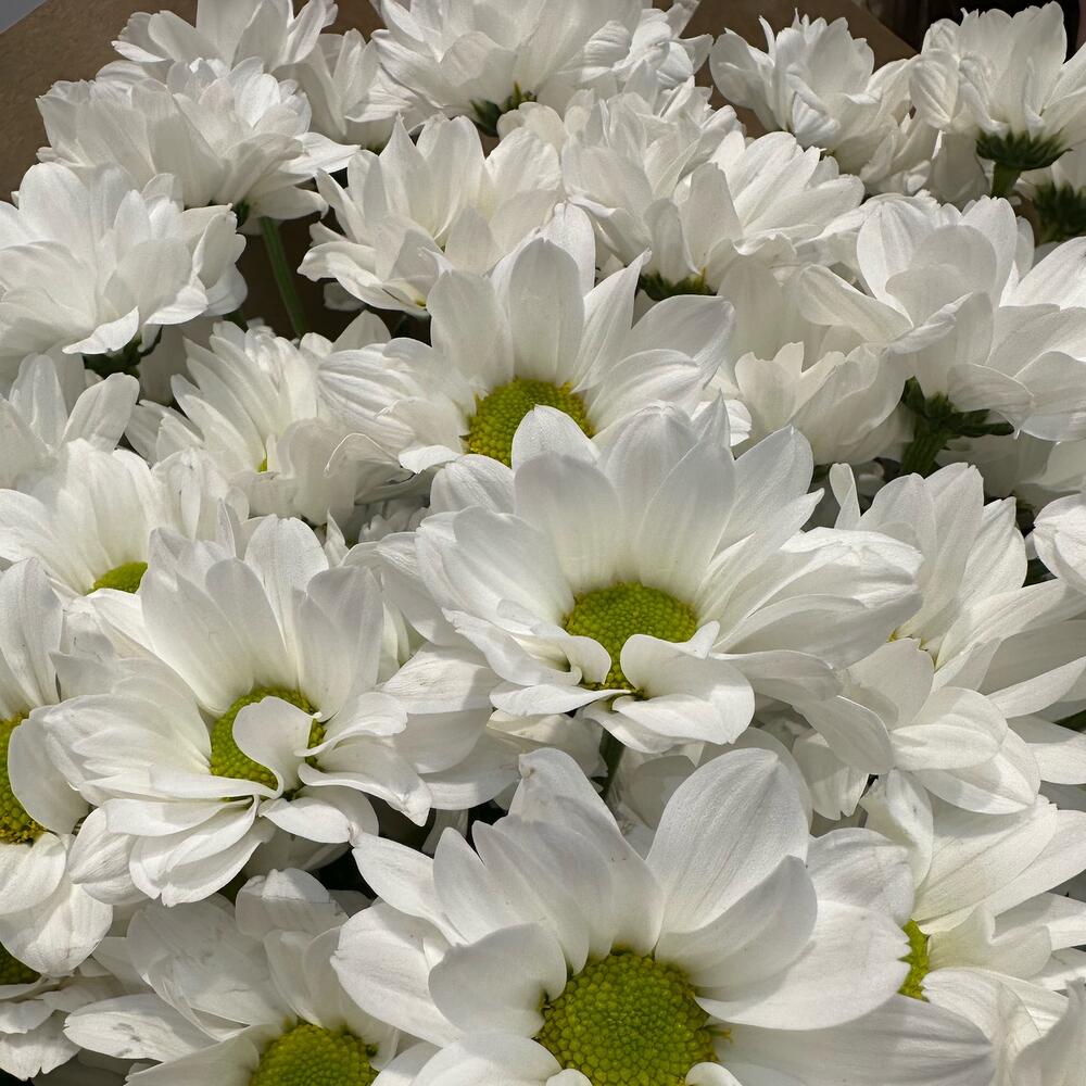 Букет «21 ромашка» – нежные белые кустовые хризантемы в натуральном стиле Адыгейск Республика Адыгея