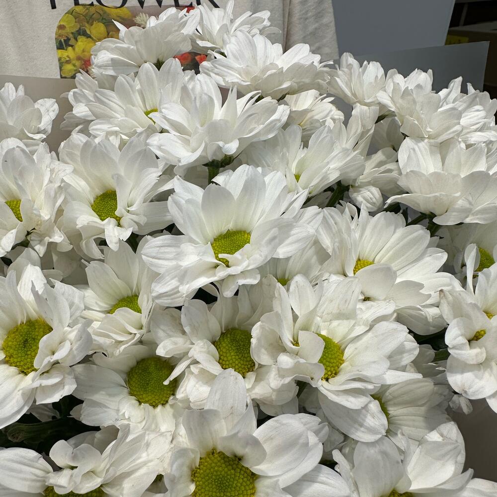 Букет «Летнее настроение» – свежесть белых хризантем Адыгейск Республика Адыгея