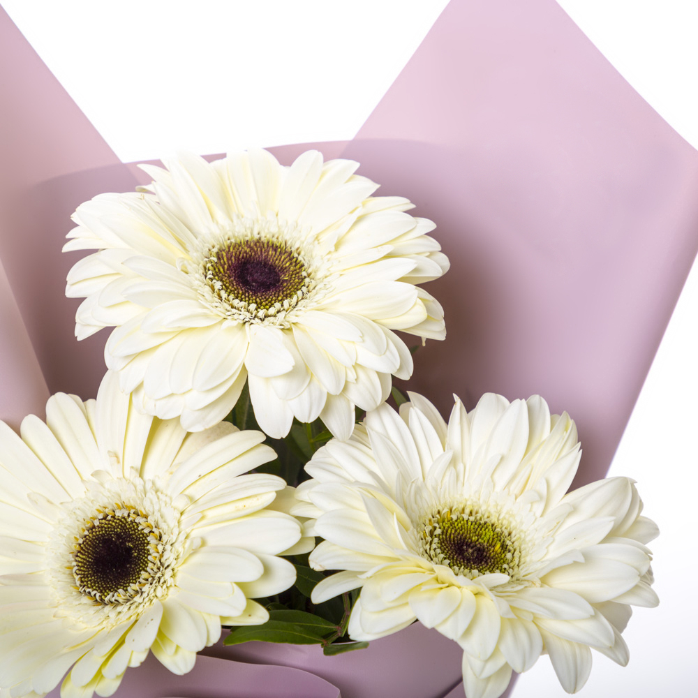 Нежный букет из 3 белых гербер – символ искренности и света Адыгейск Республика Адыгея