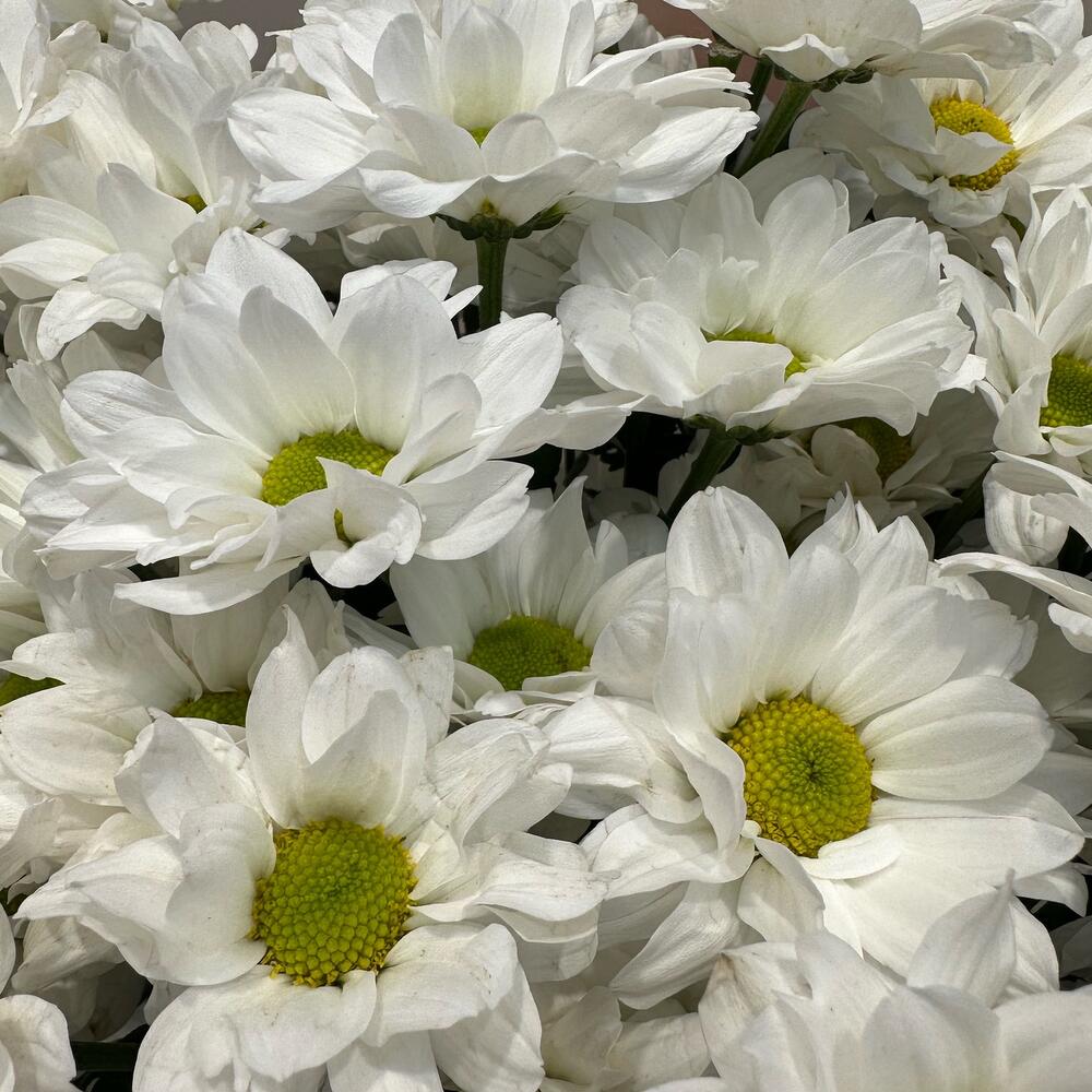 Букет «Летнее настроение» – свежесть белых хризантем Адыгейск Республика Адыгея