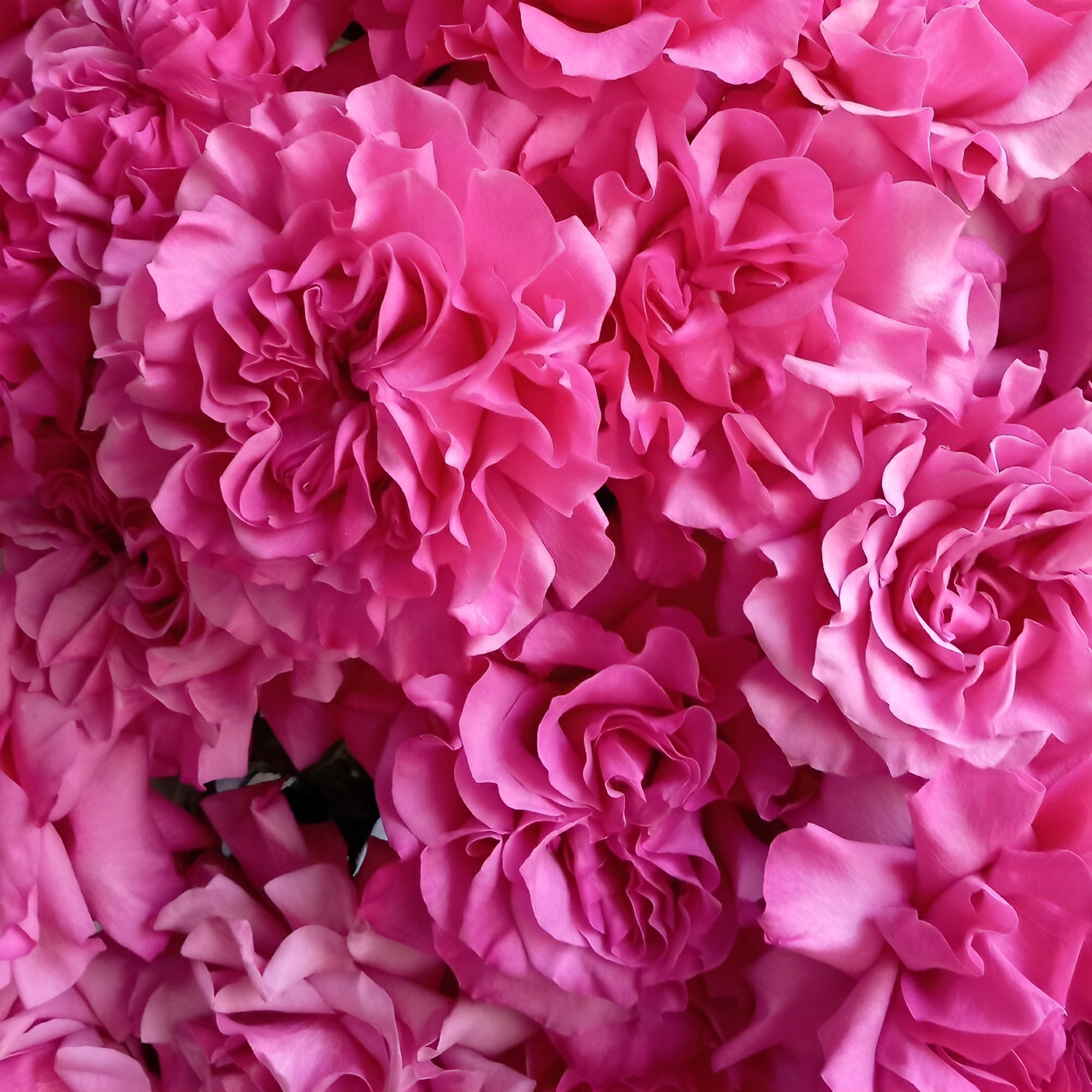 Роскошный букет из пионовидных роз – королевский подарок Адыгейск Республика Адыгея