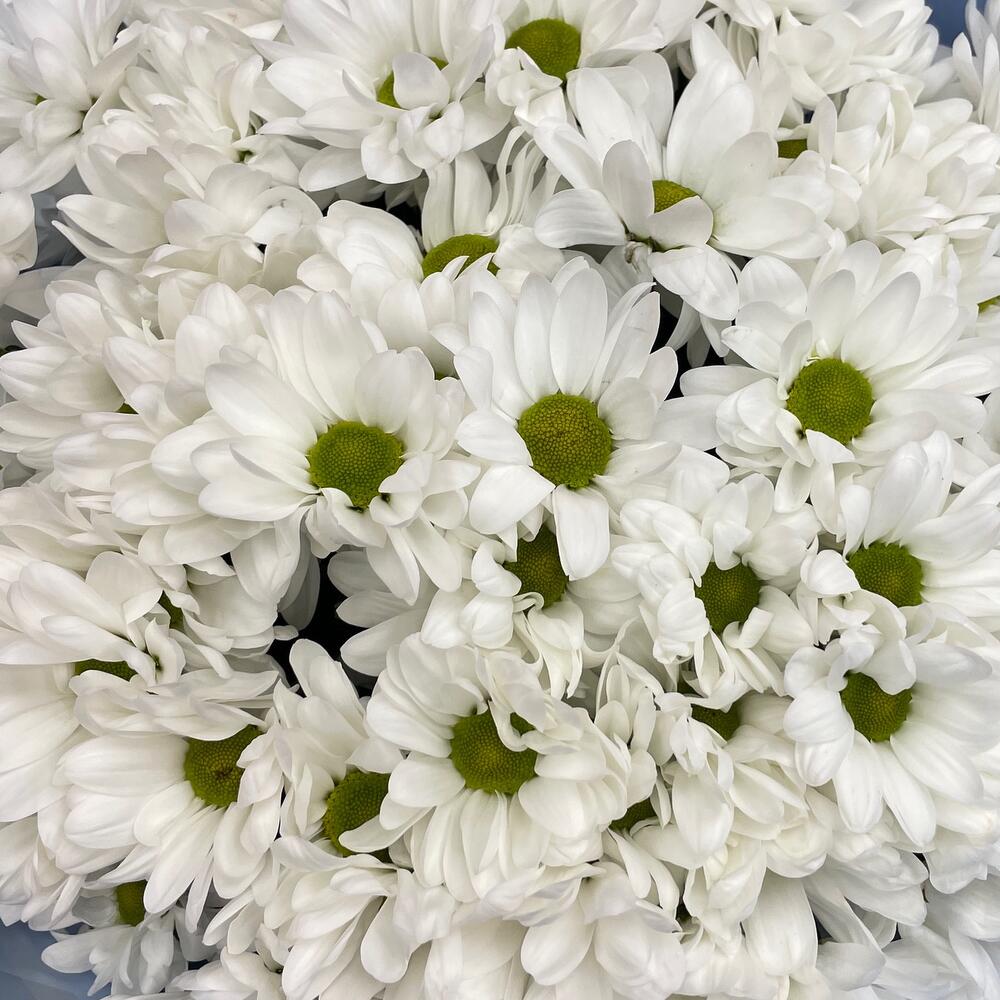 Букет «Ромашковое поле» – свежесть белых хризантем Адыгейск Республика Адыгея